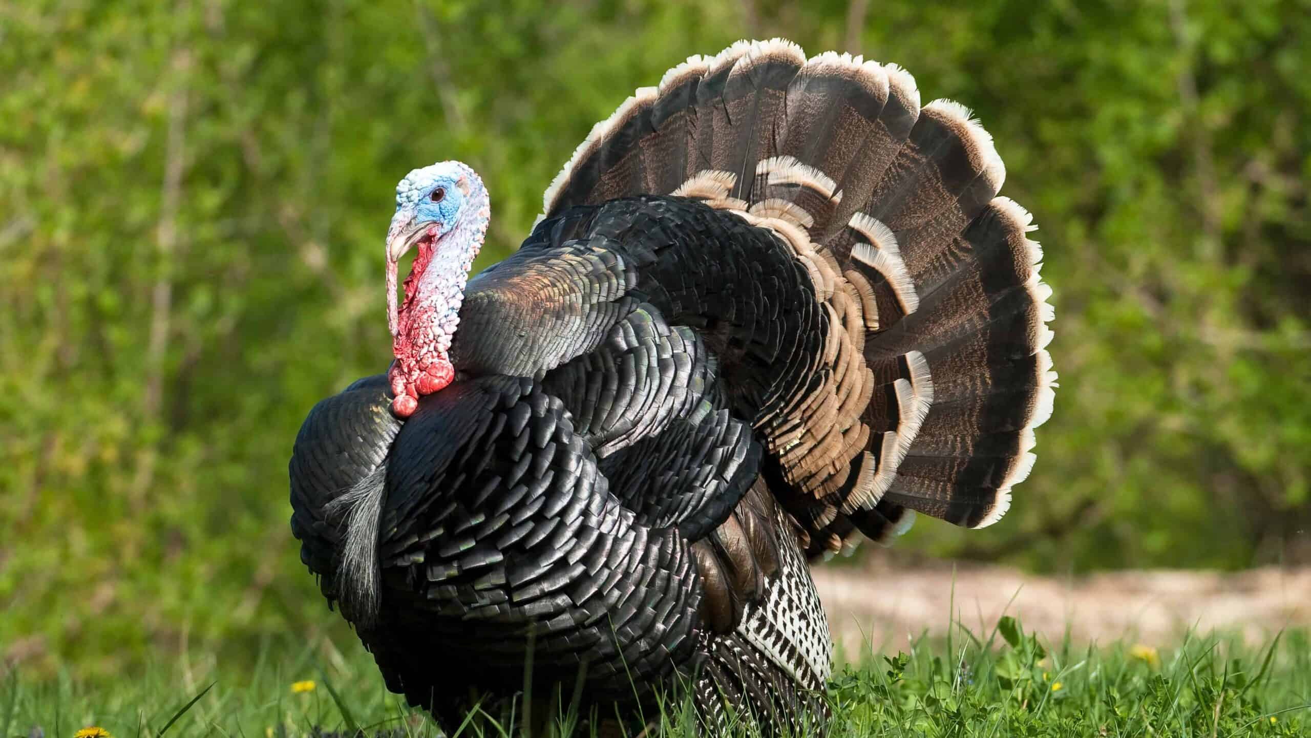 Wild turkey
