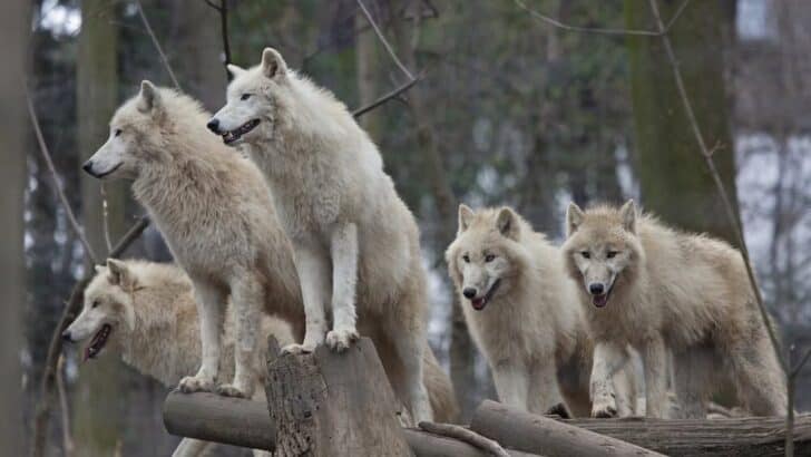 Wolves in Myth and Legend: From Fenrir to Romulus and Remus