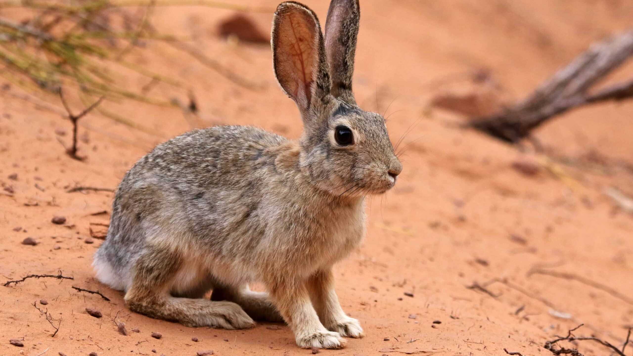 Posed dessert cottontail