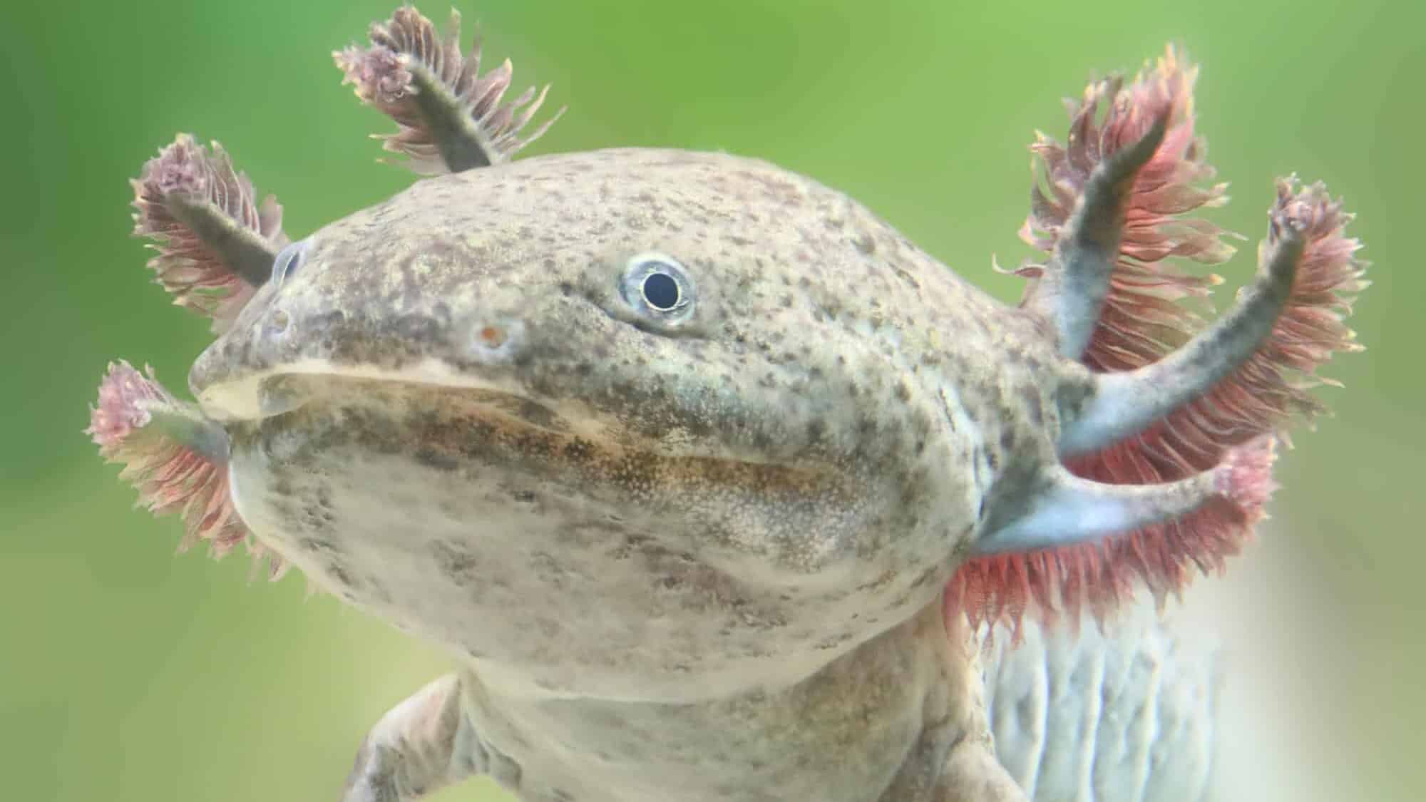 Axolotl.