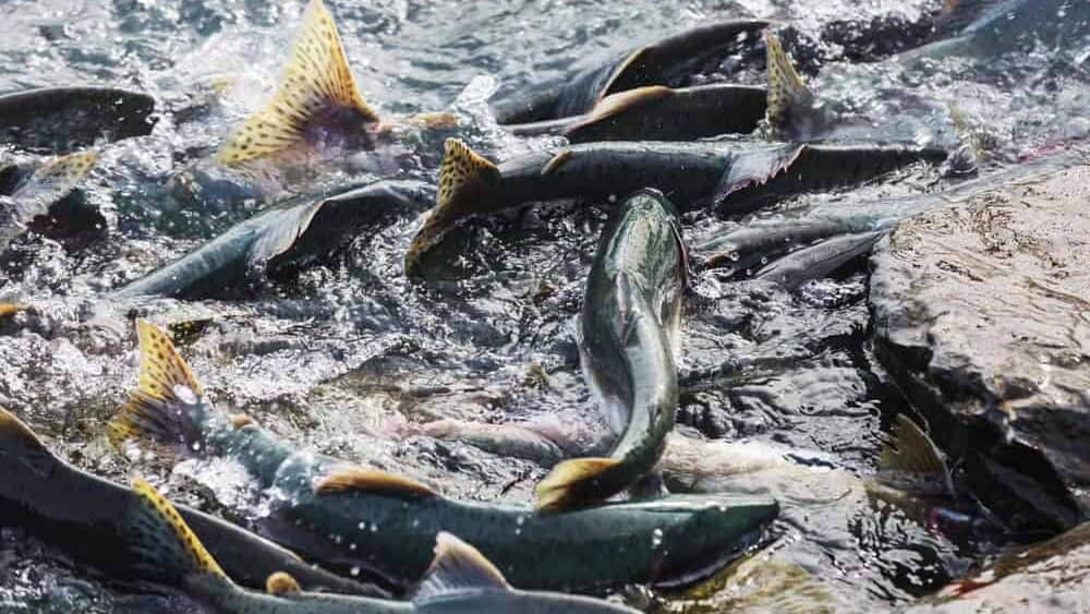 Salmon spawning in Alaska river