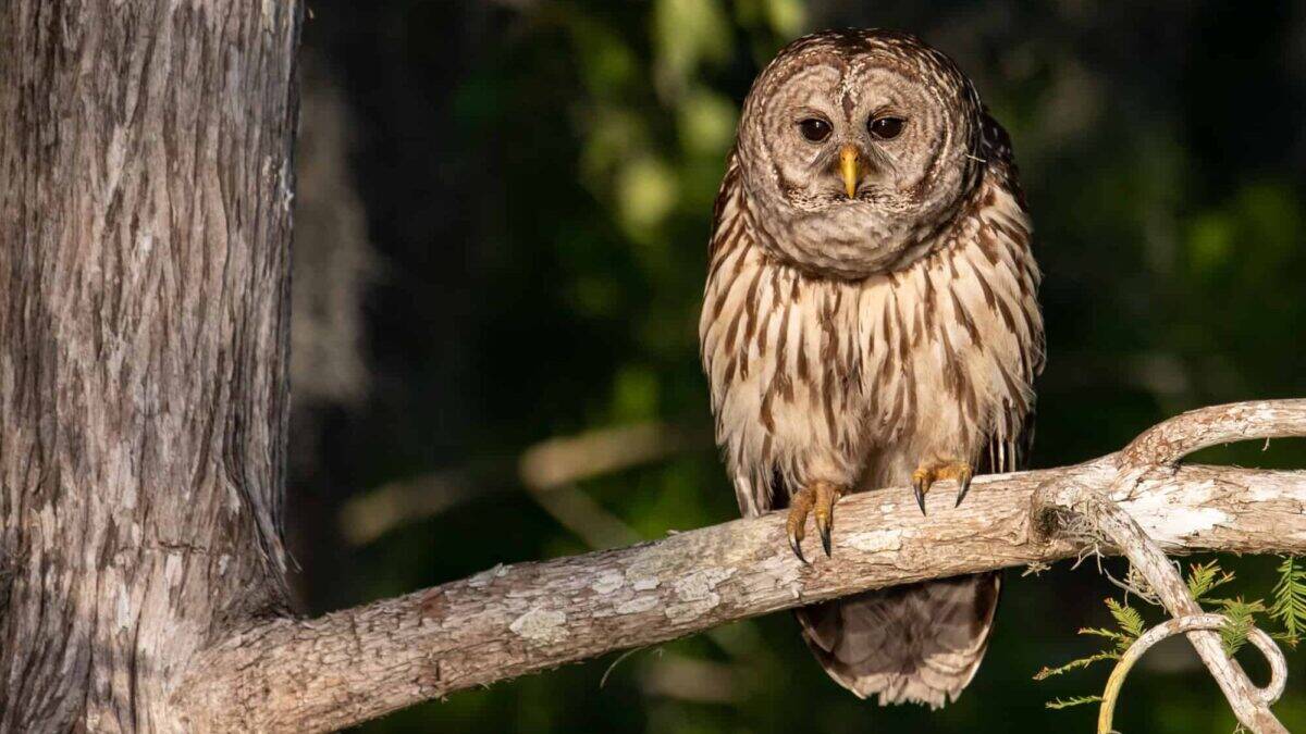 barred owl