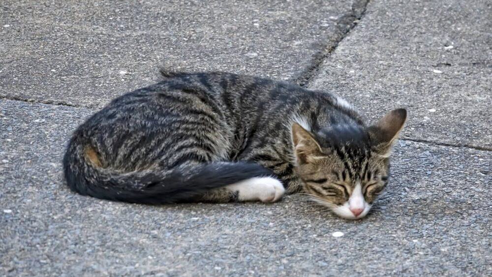 A cat sleeping outdoor.