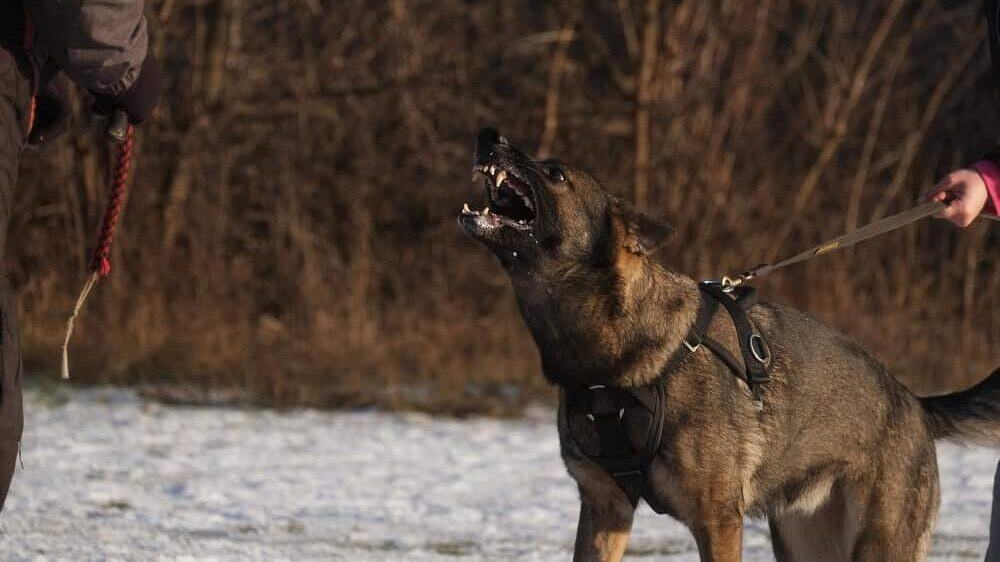 K-9 guard protecting German Shepherd dog.