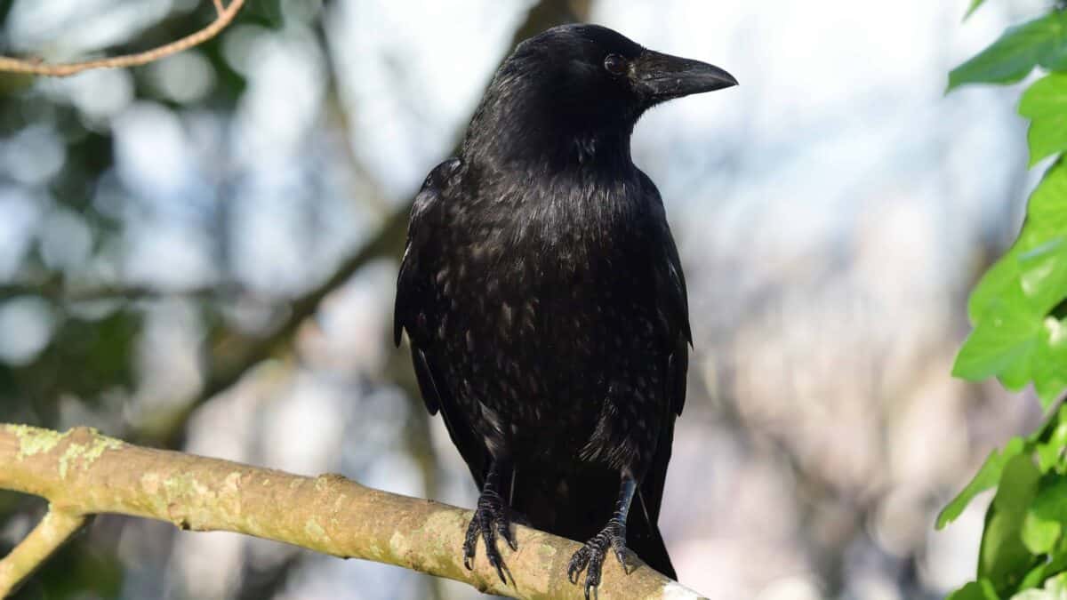 Corvus