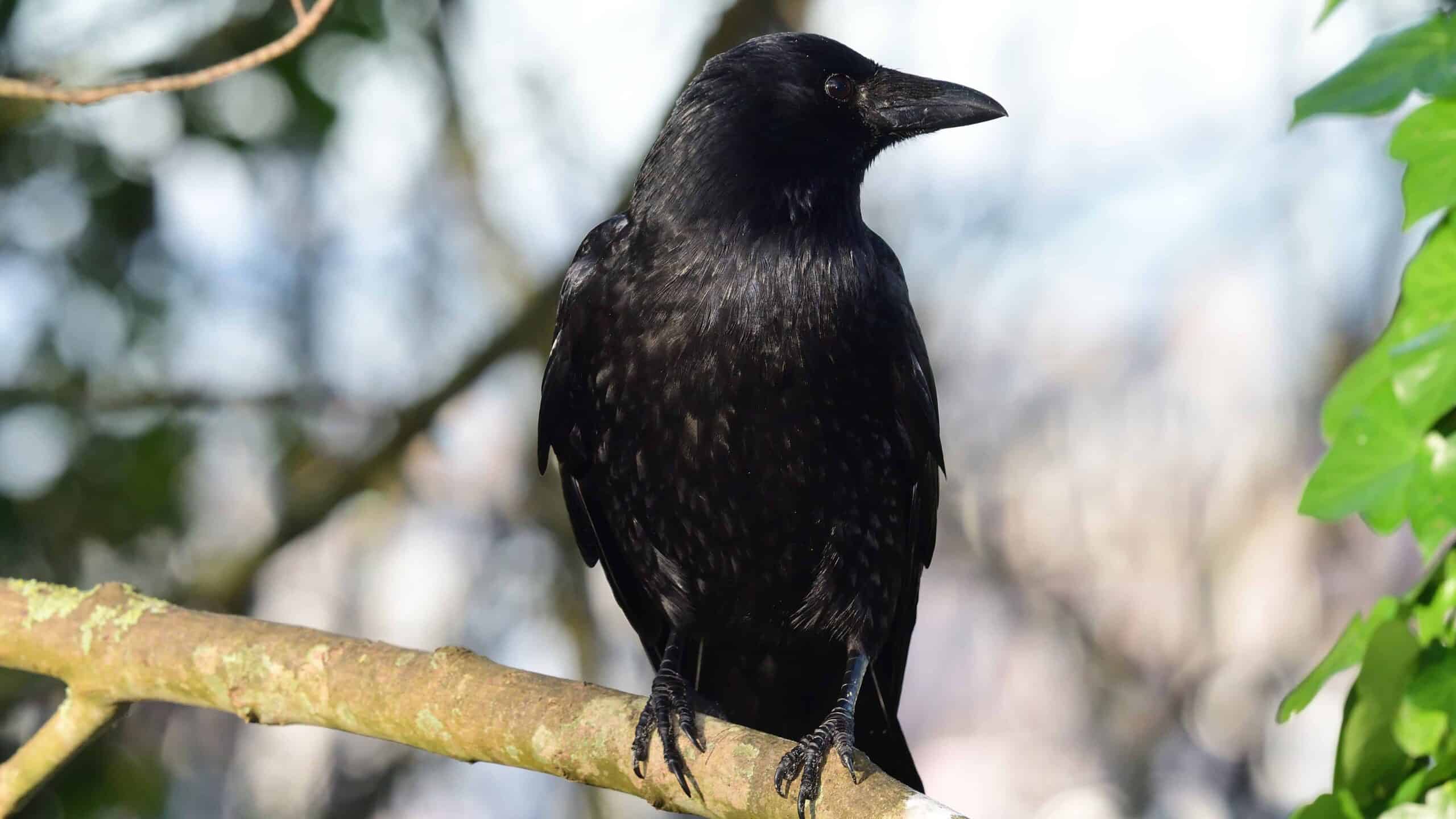 Corvus