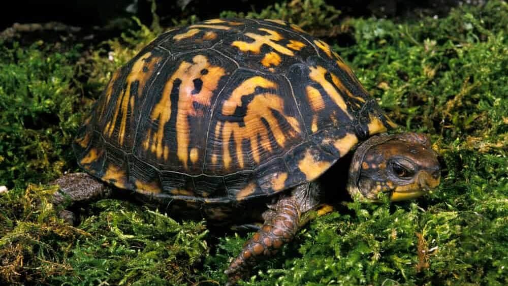 Eastern Box Turtle