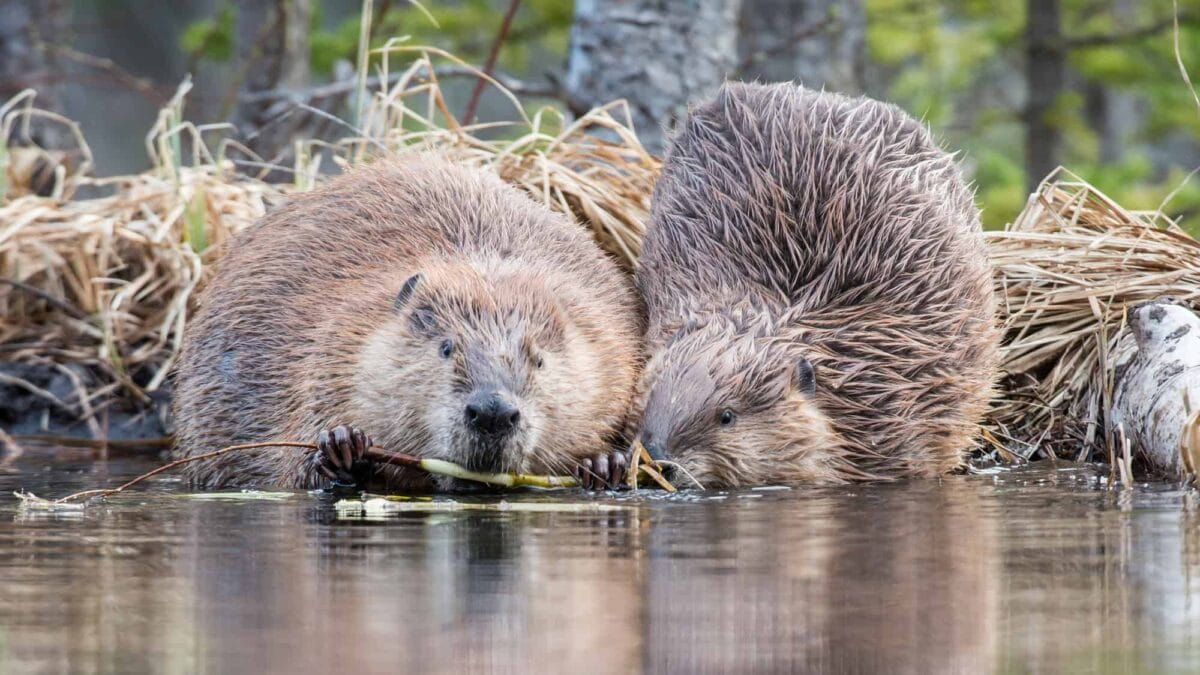 Beaver. Image via Deposit photos.