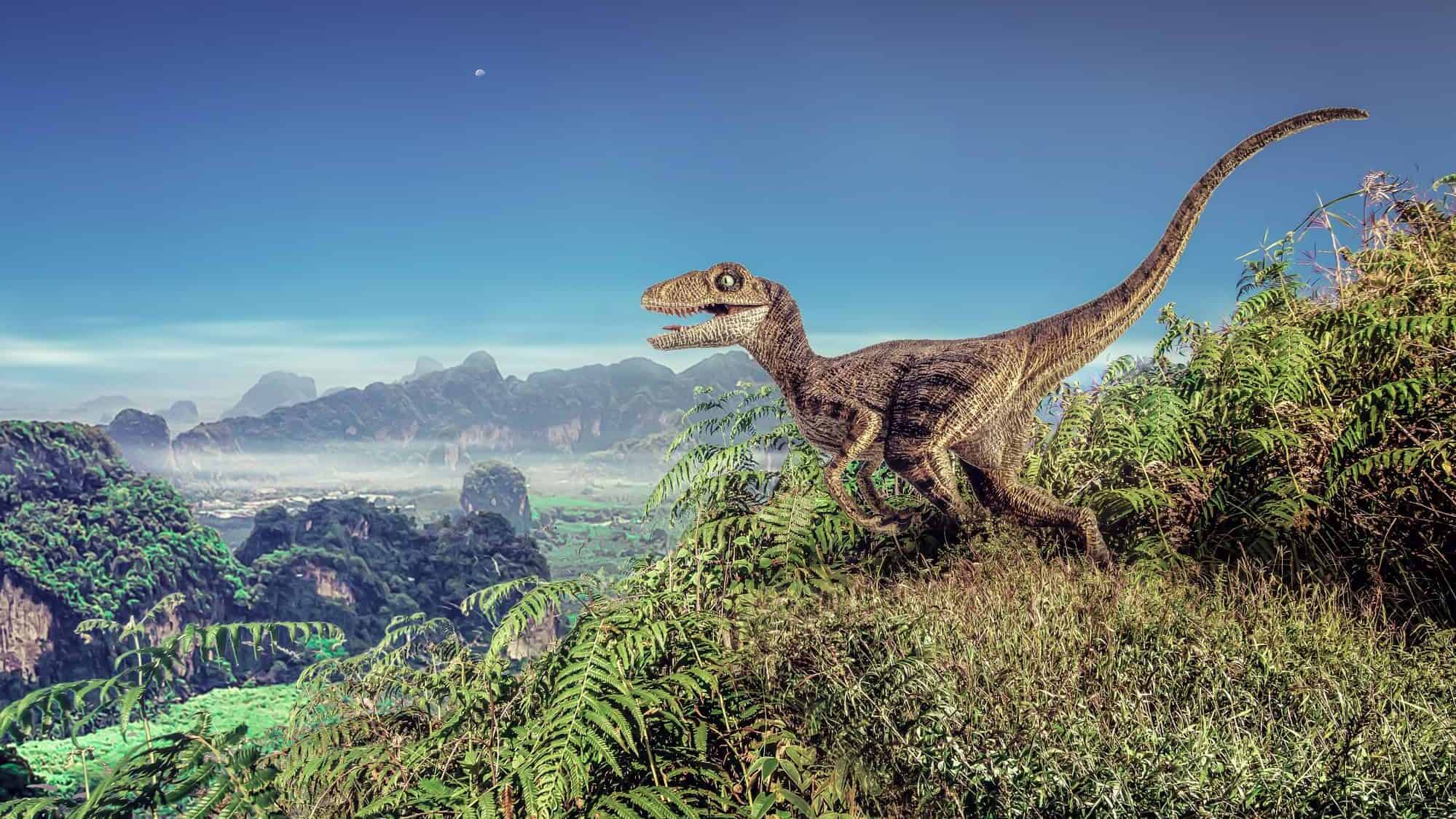 Velociraptor