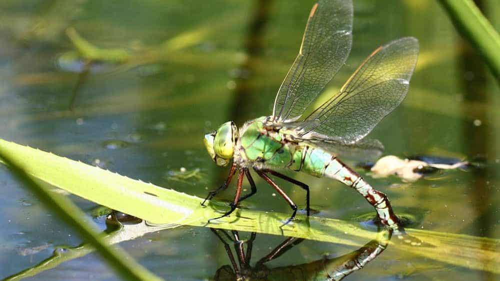 Dragonfly insect sitting on a water body.