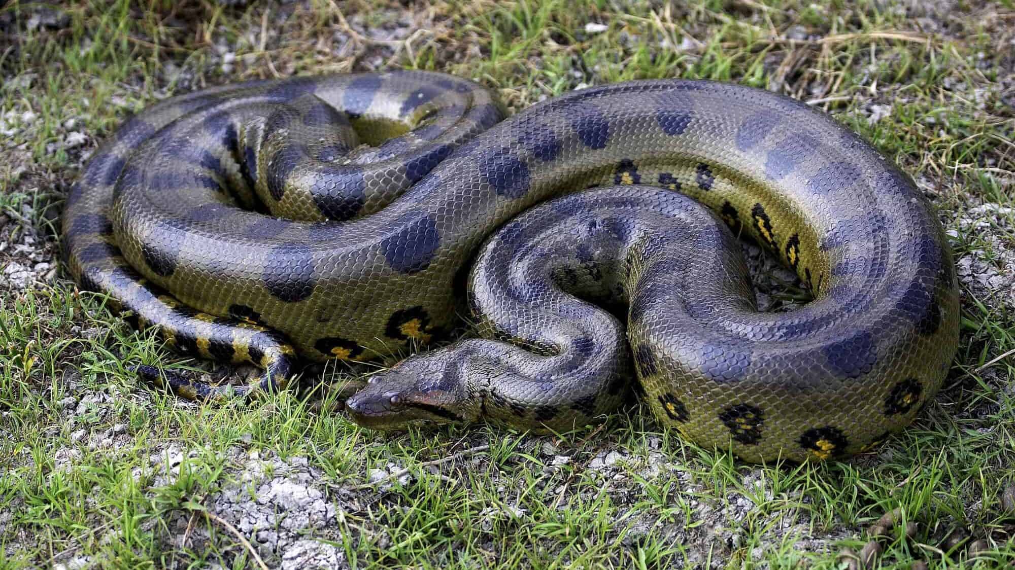100 extreme animals USA