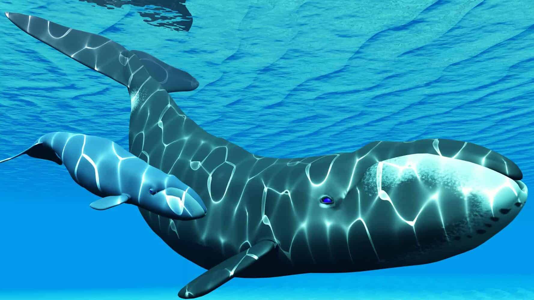 bowhead whale