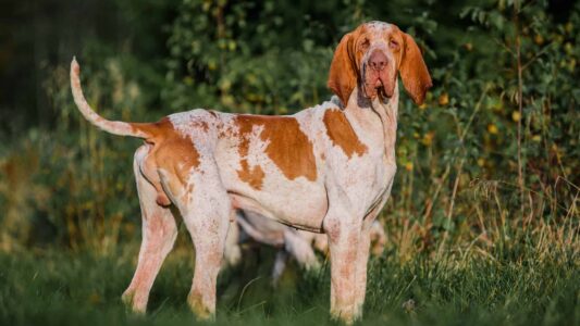 11 Things Dogs Crave From Their Owners And 3 They Do Not Want