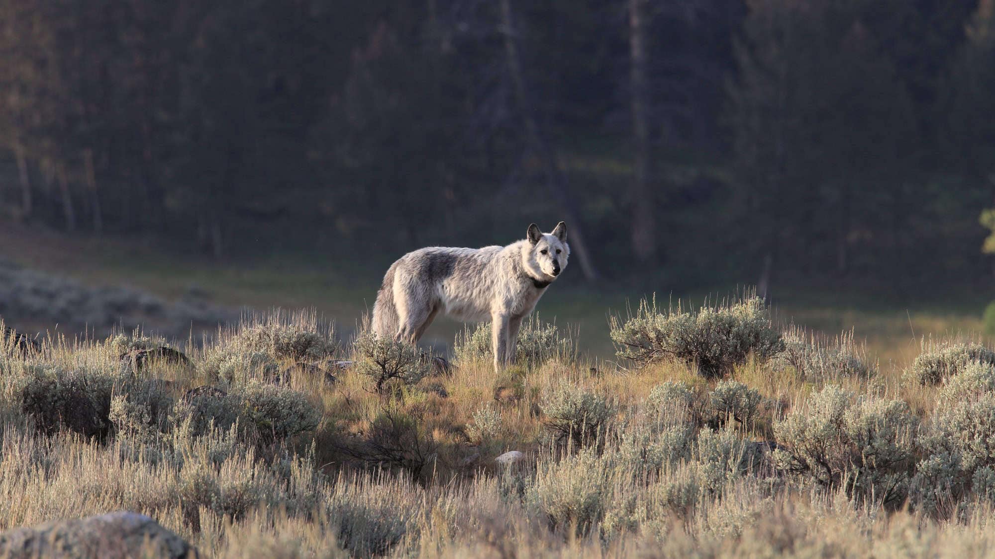 Chief Wolf 472F Agates pack wild, non-captive wolf - Yellowstone National Park,USA.