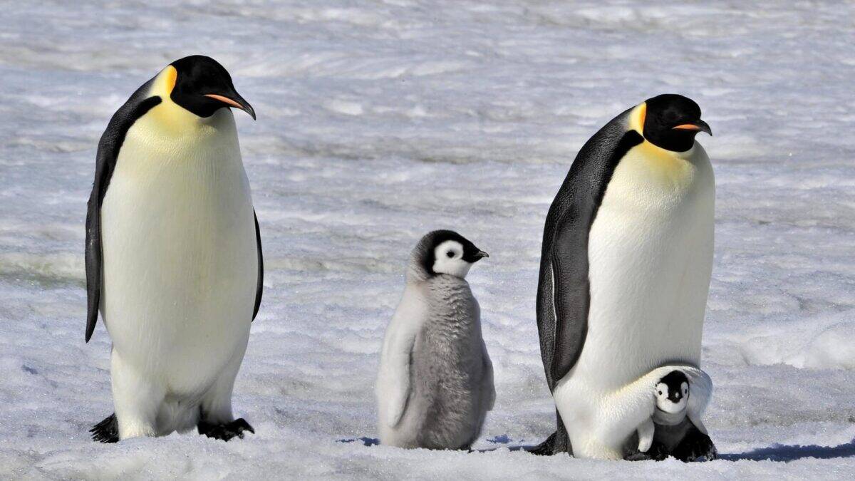 Emperor Penguin