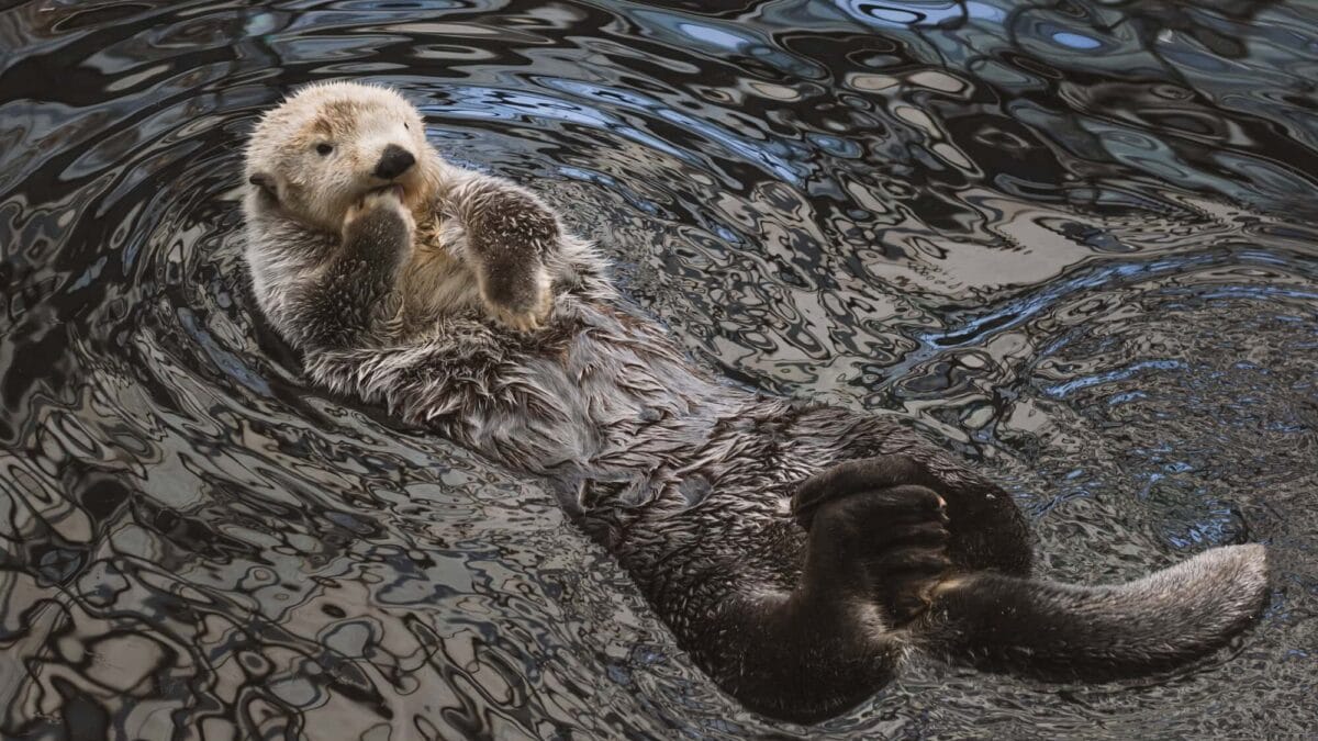 Sea Otter