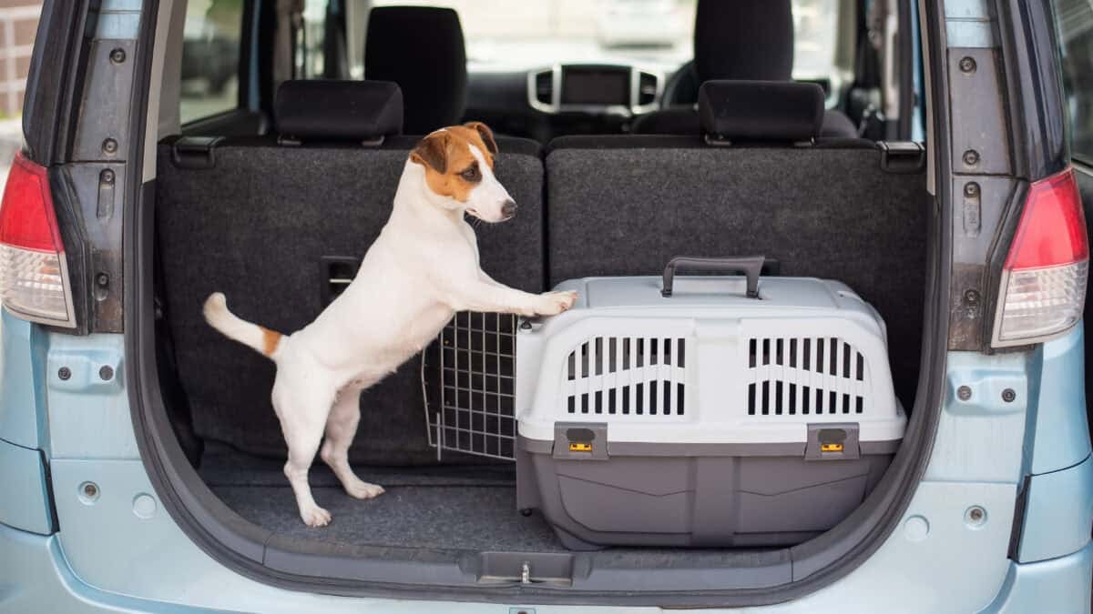 traveling pet