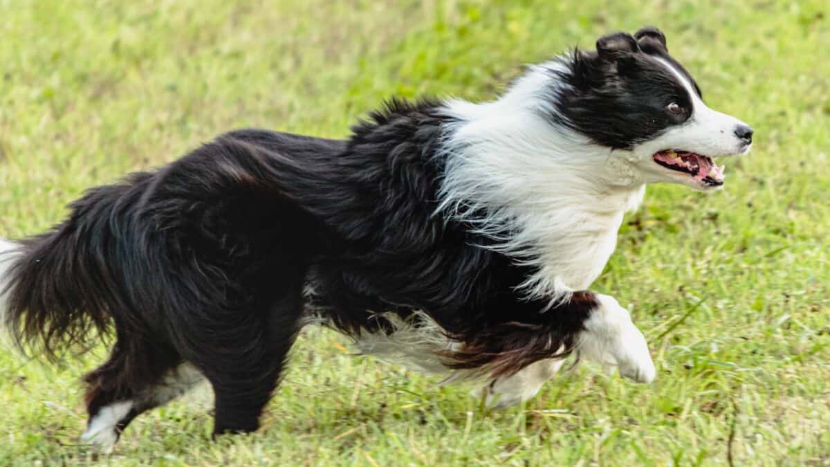 Border collie dog running and chasing coursing lure on green field.