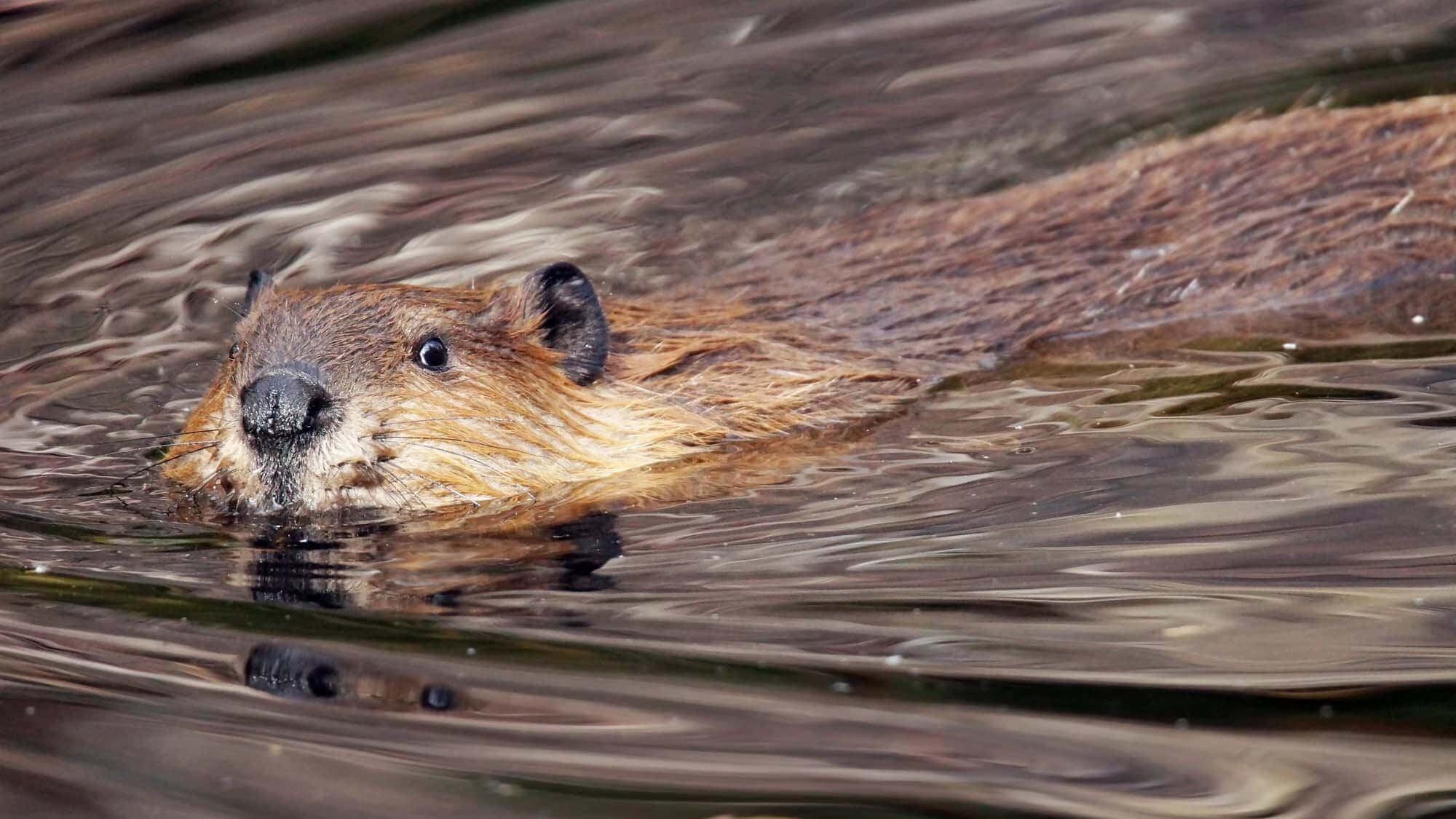 Swimming beaver. Image via Deposit photos.