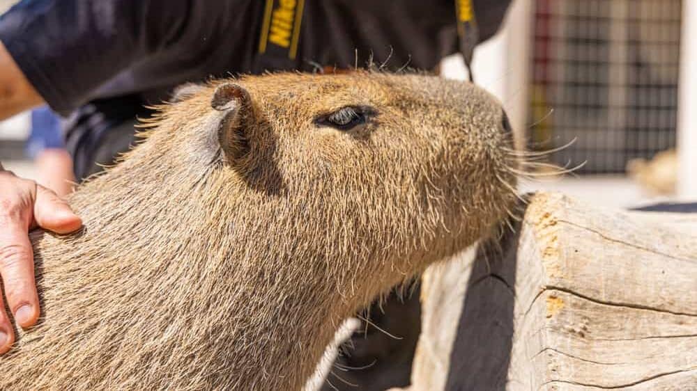A capybara at the zoo in Arizona, USA