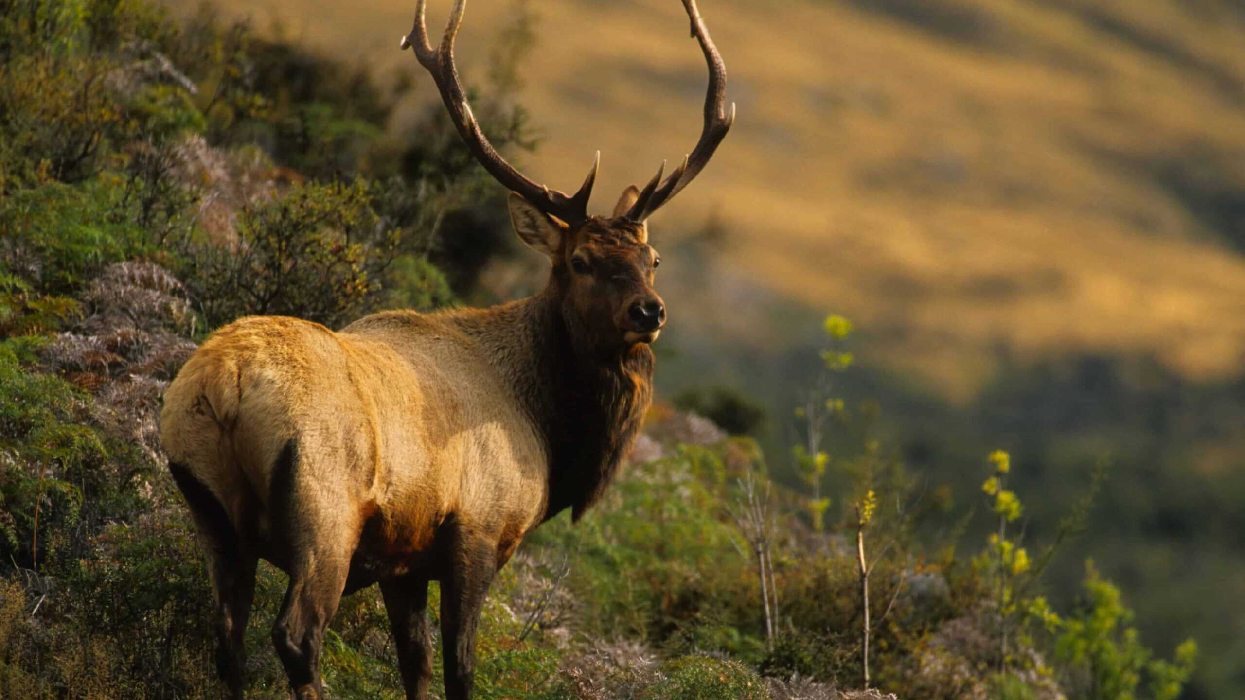 elk at night