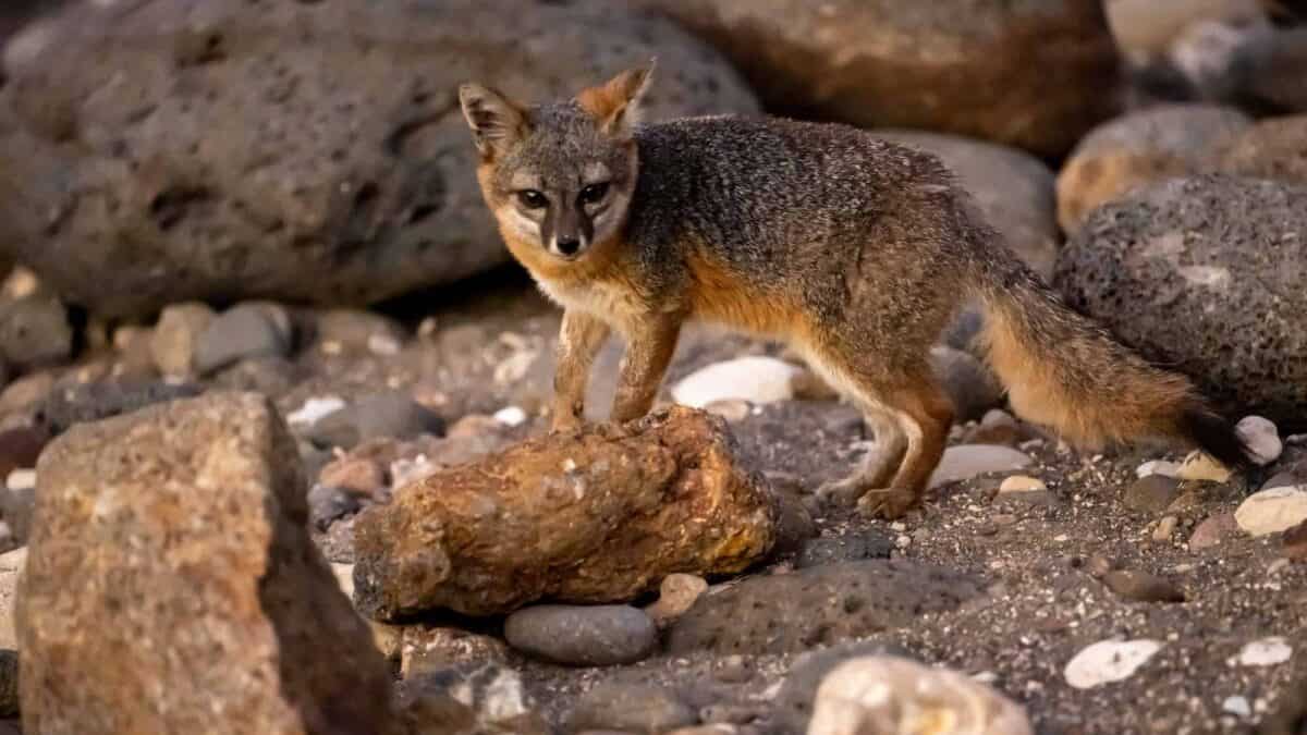 Channel Islands Fox
