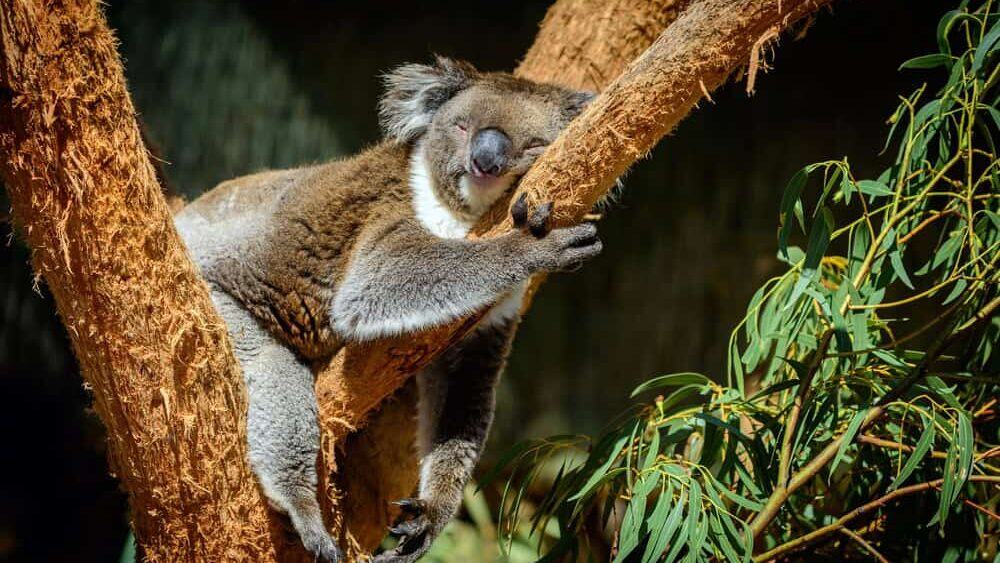 Koala sleeping on a tree.