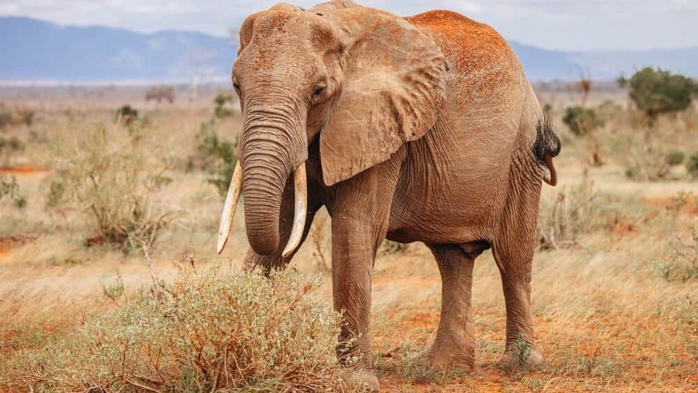 African elephant in wild nature of kenya