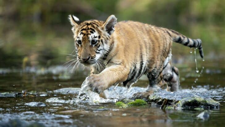 Tigers Are Known to Swim—and They LOVE it!