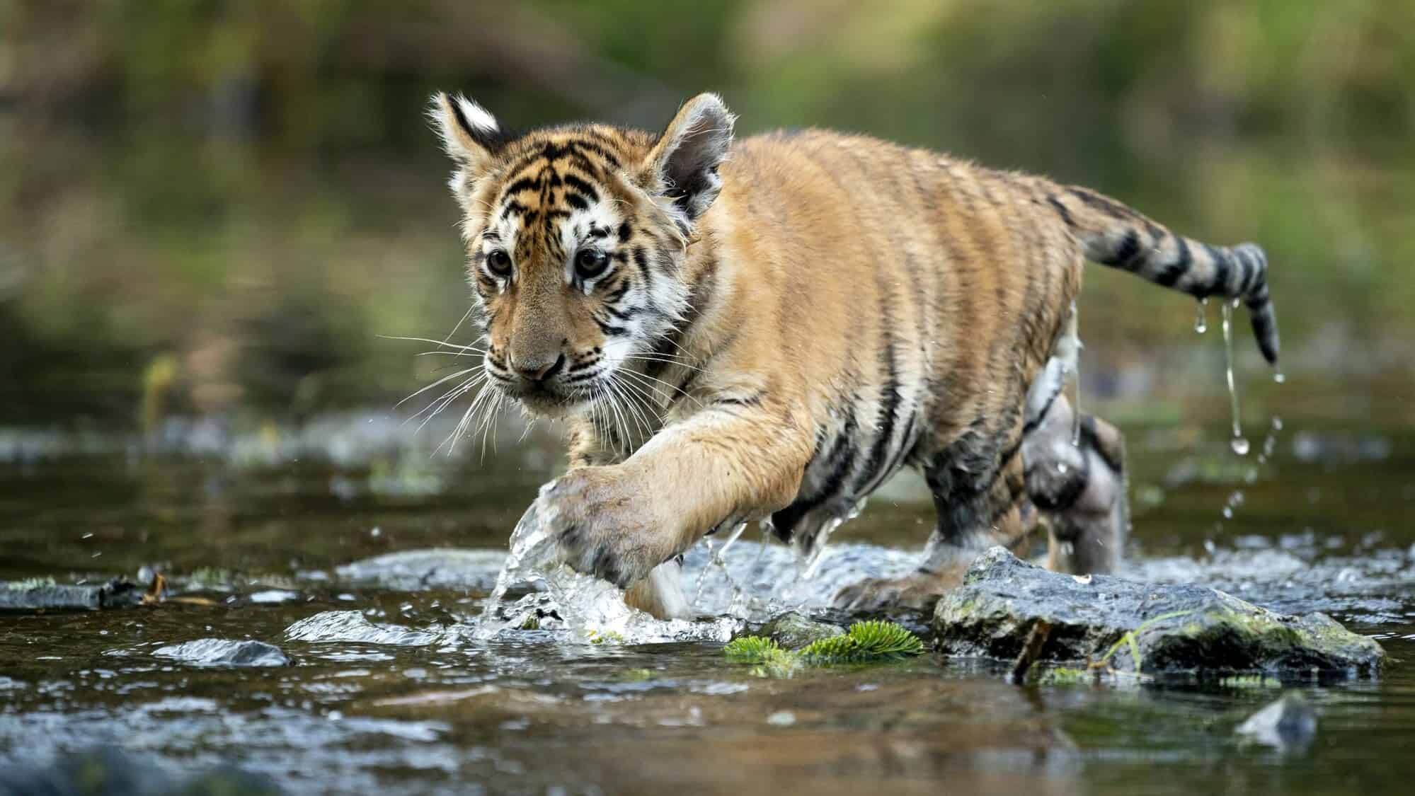 tiger cub