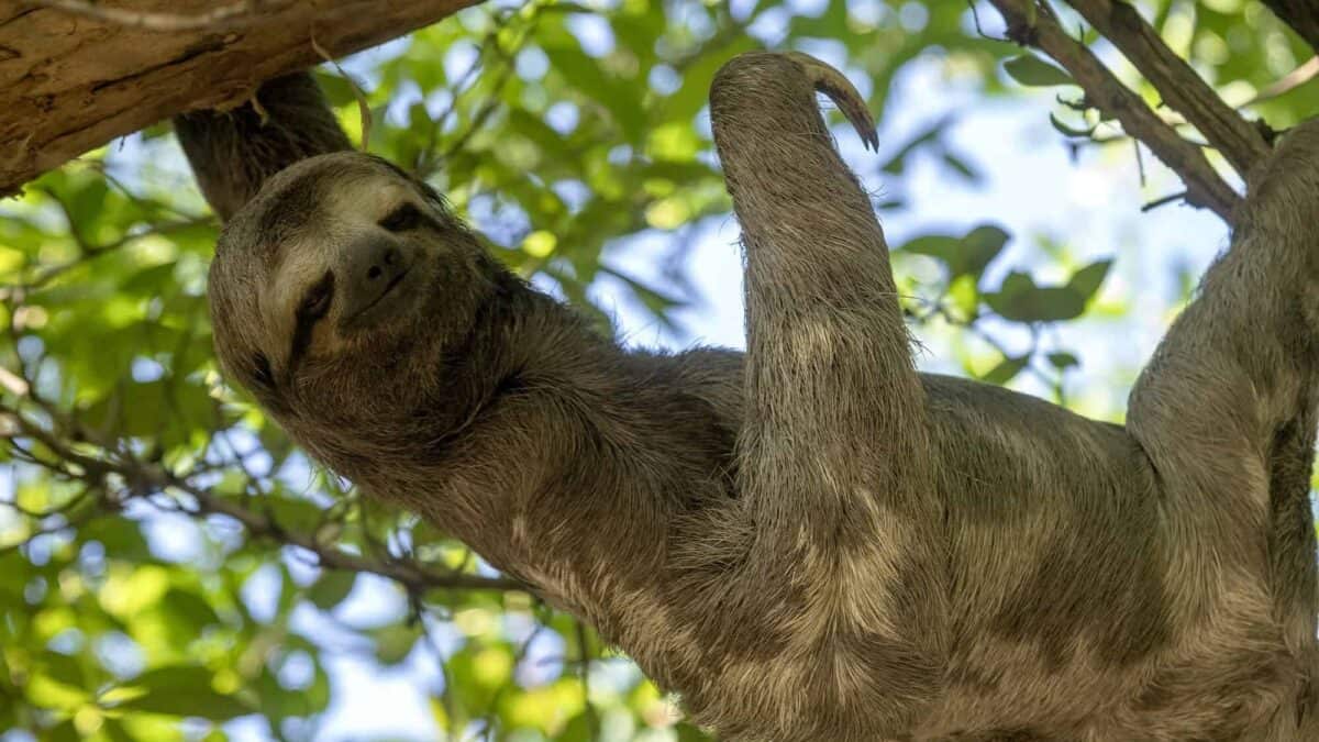 Why Sloths Give Gentle Smiles - Animals Around The Globe
