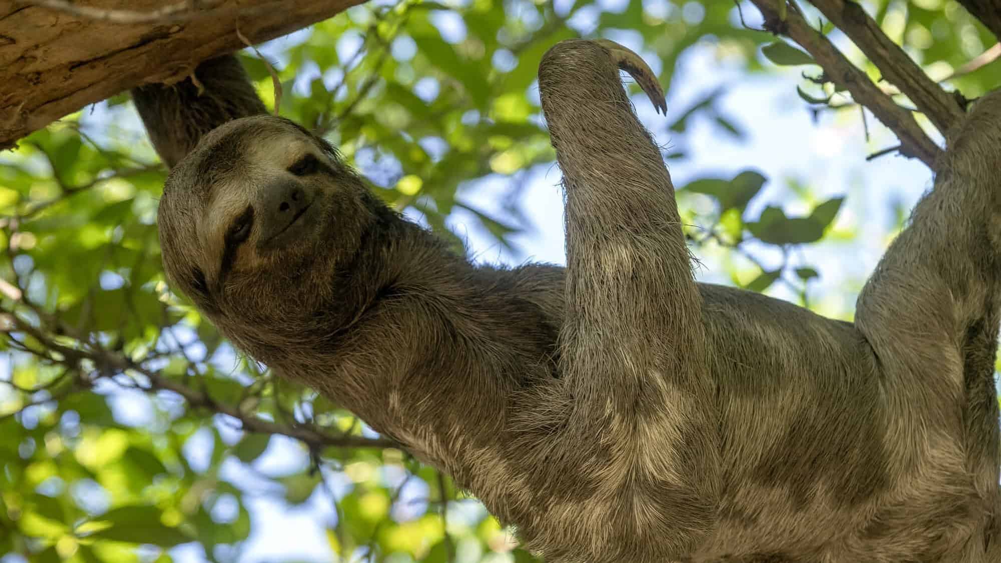 Sloth three toed, Bradypus tridactylus, in the city park in Cartagena. Columbia