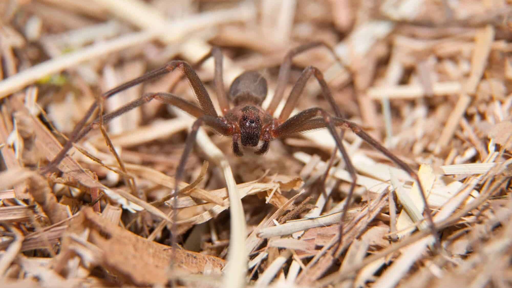 brown recluse spider