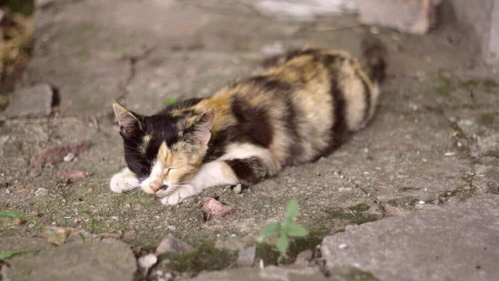 A cat sleeping on a rock surface