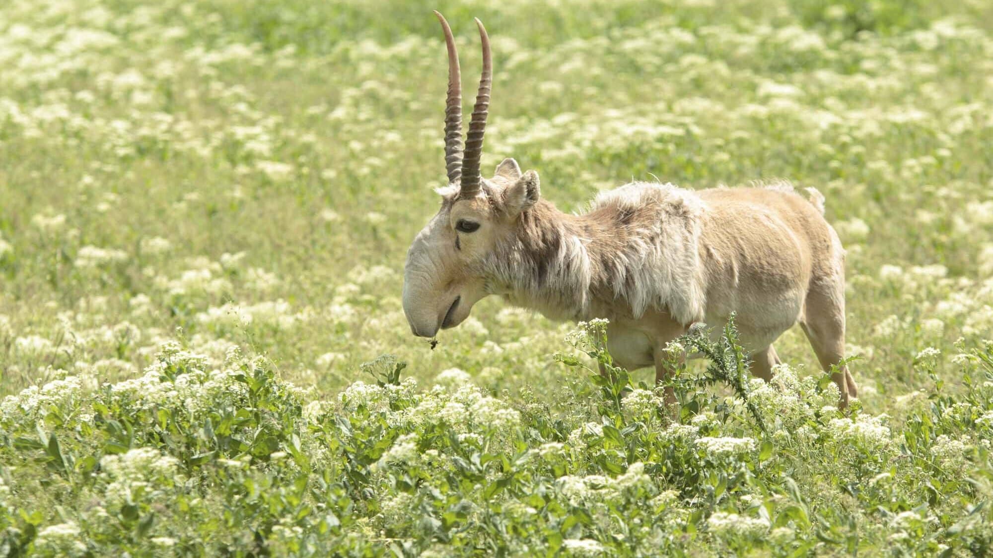 Saiga Antelope