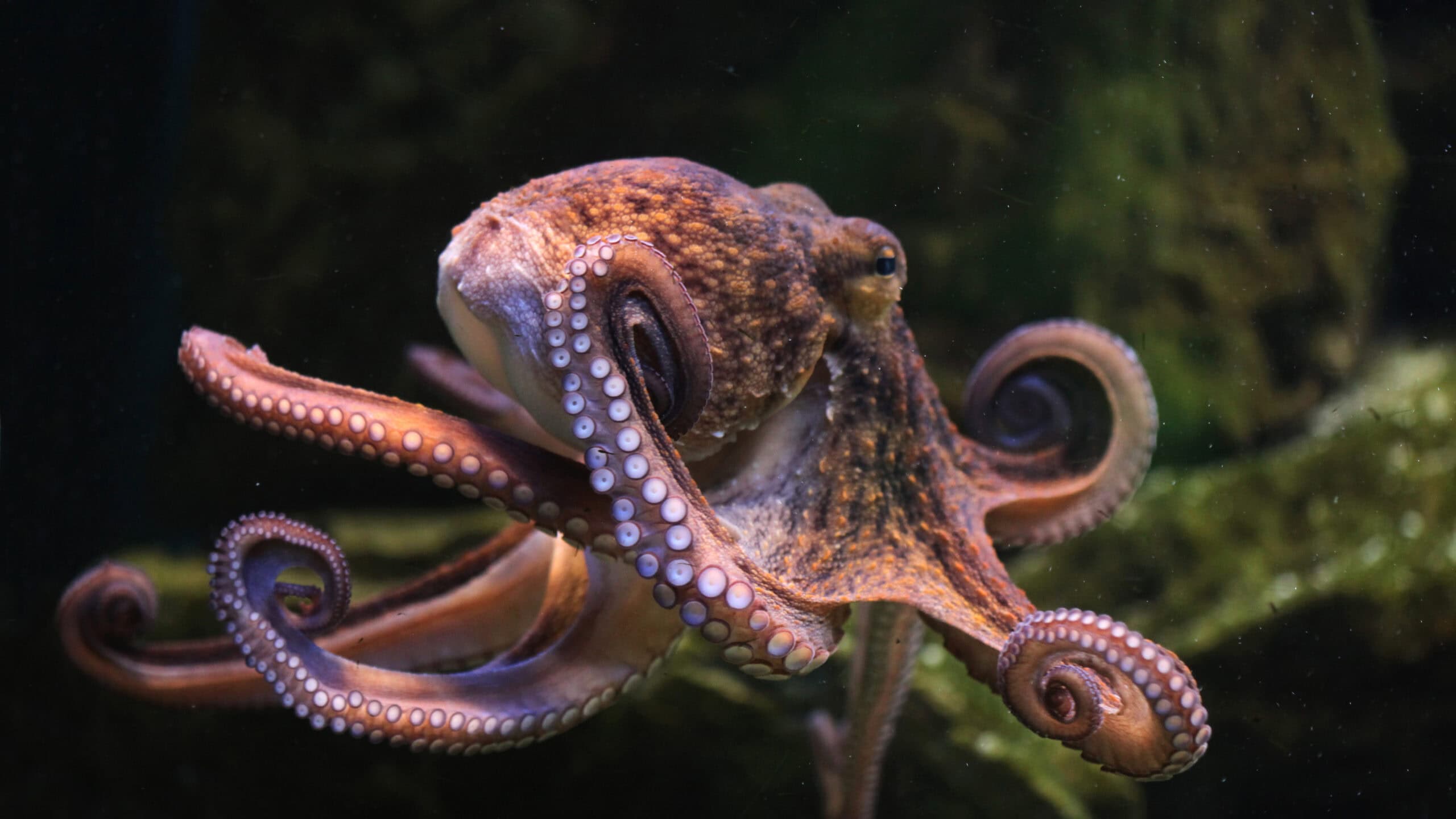 Hidden World of Ocean Camouflage