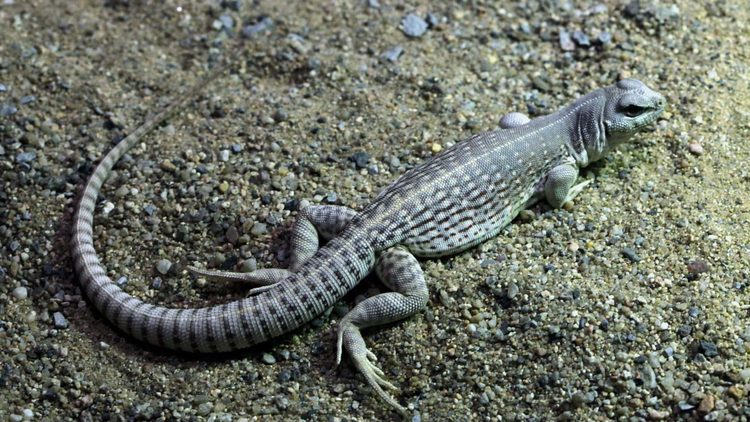 Desert Iguanas