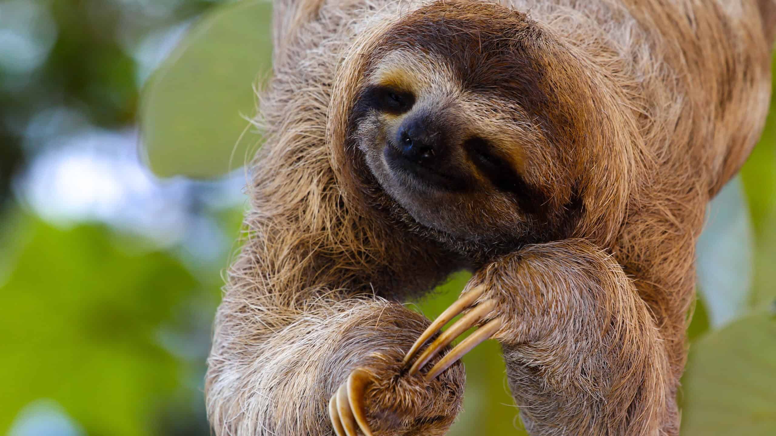 Happy Baby sloth