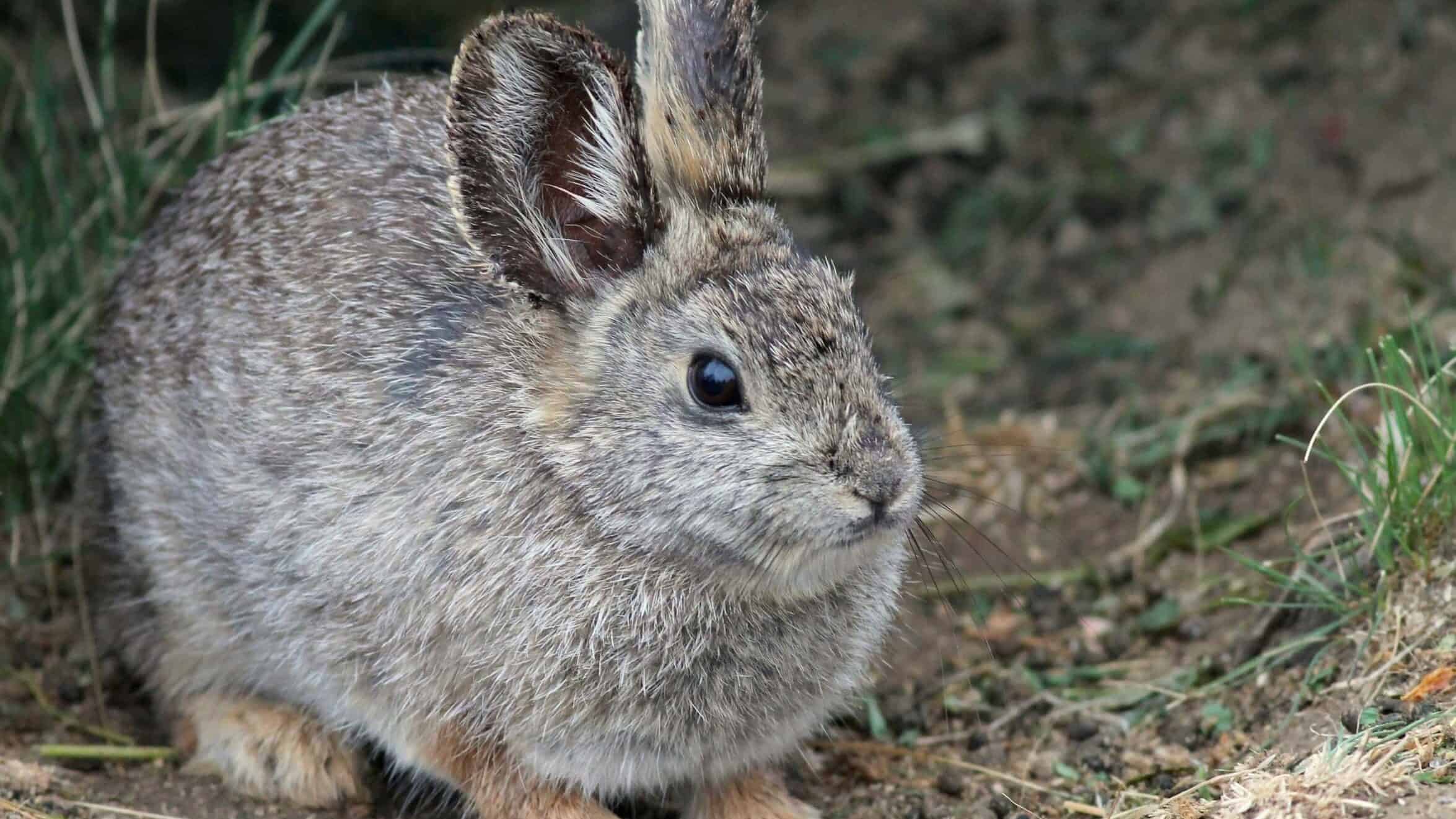 Columbia Basin Pygmy Rabbit