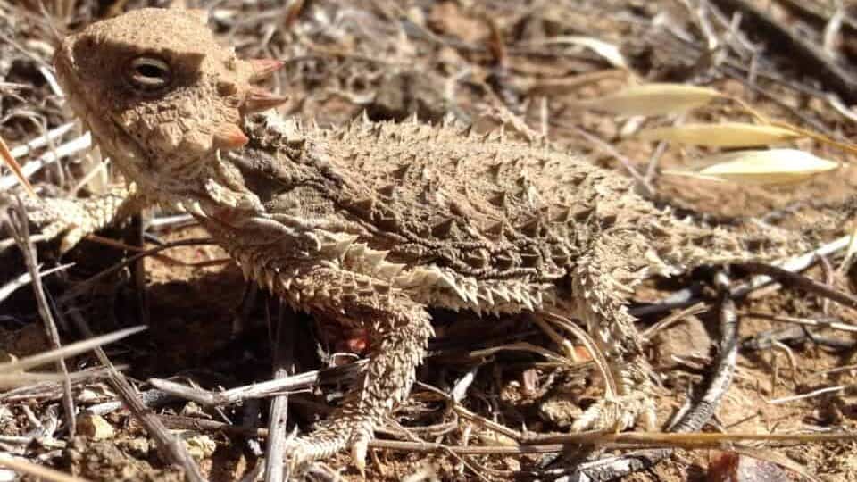 Horned Lizard