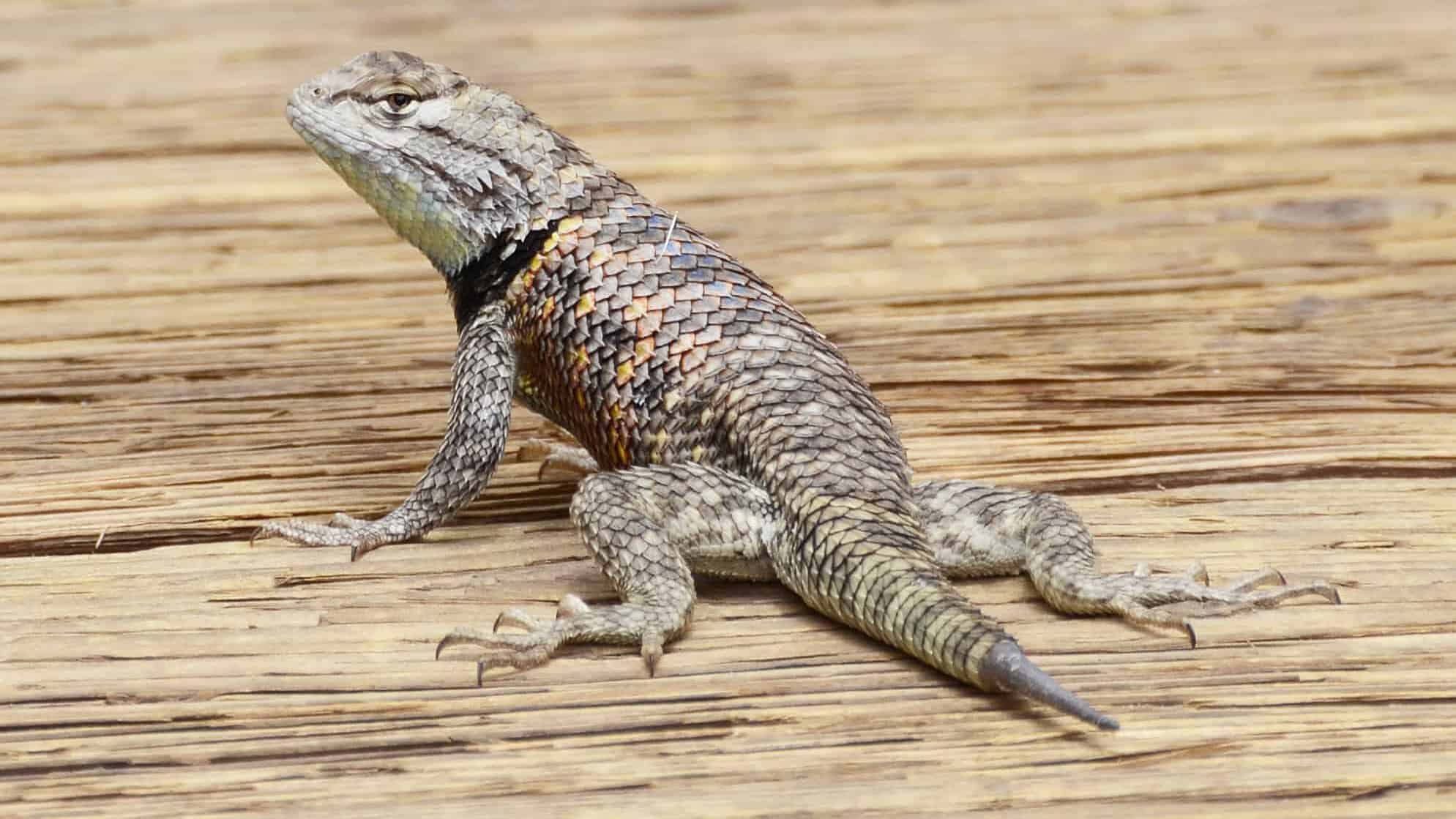 Desert Lizard