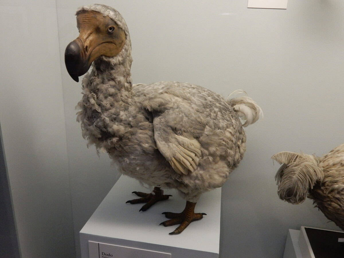 Dodo bird