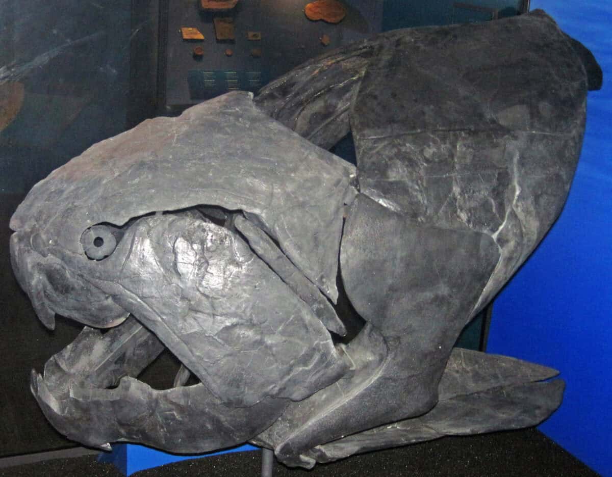 Dunkleosteus