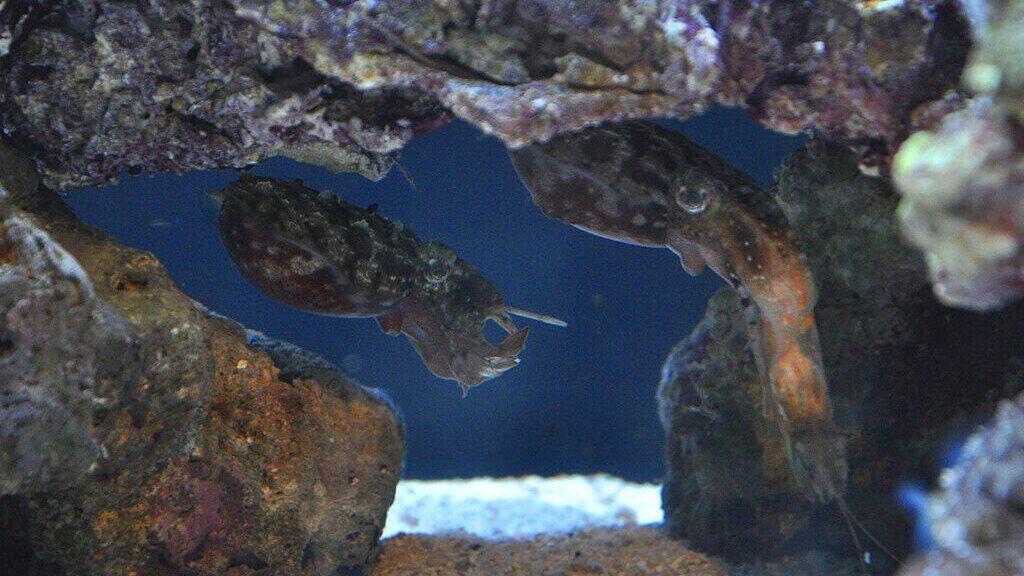 Dwarf cuttlefish (Sepia bandensis)