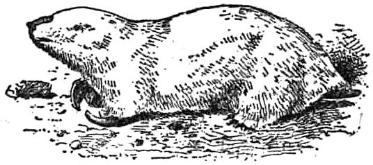 Marsupial Mole