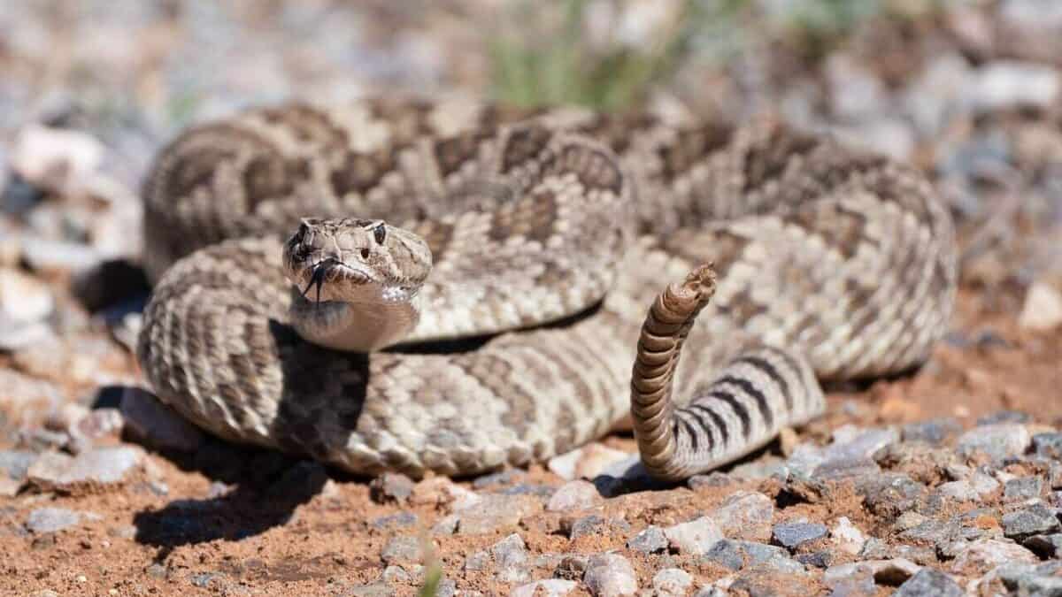 Eastern Diamondback Rattlesnake