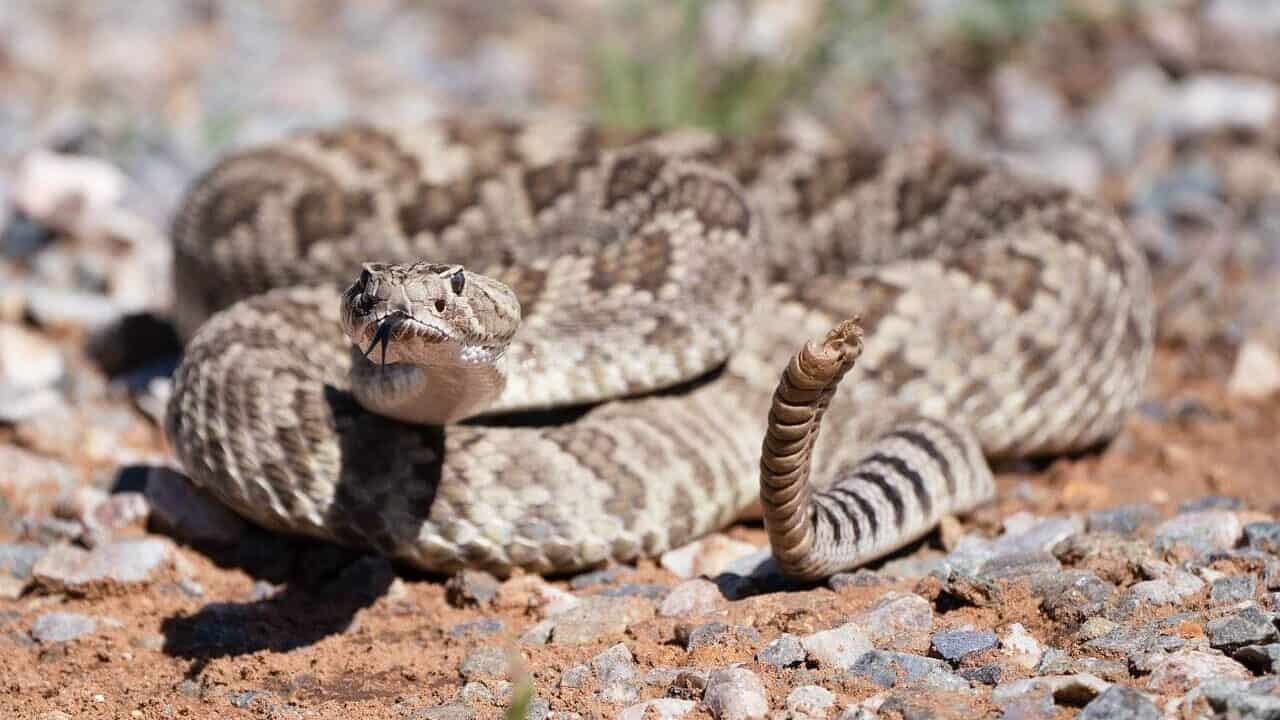 Eastern Diamondback Rattlesnake