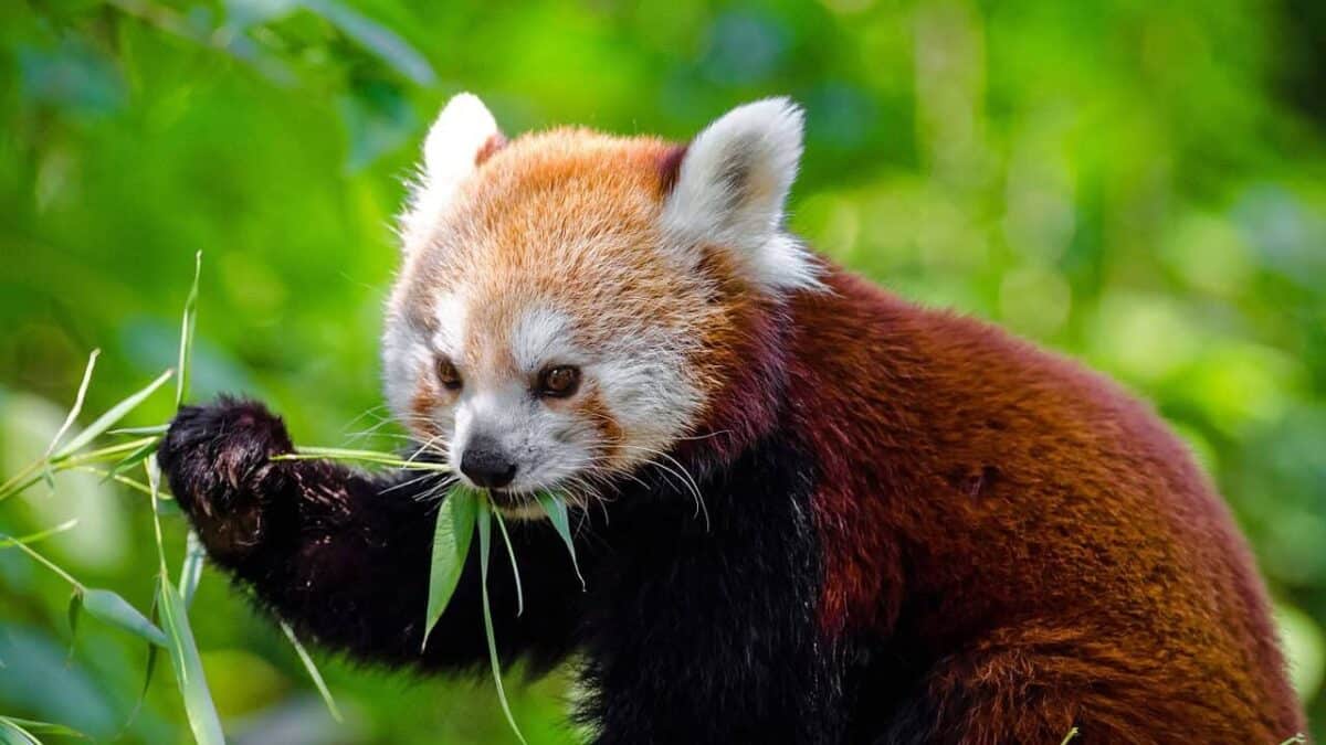 red panda