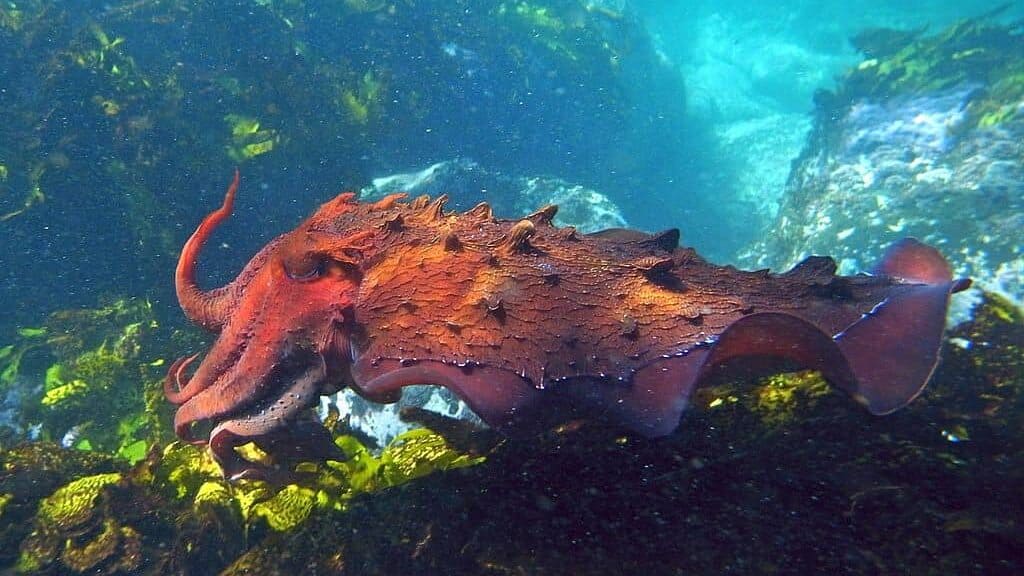 cuttlefish