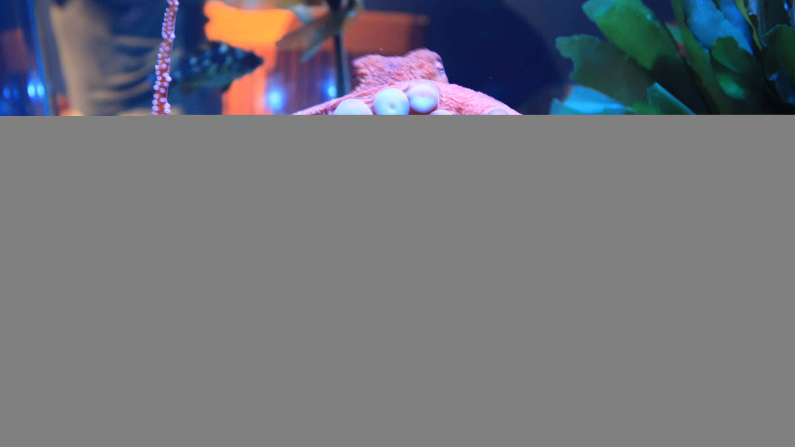 Giant Pacific Octopus